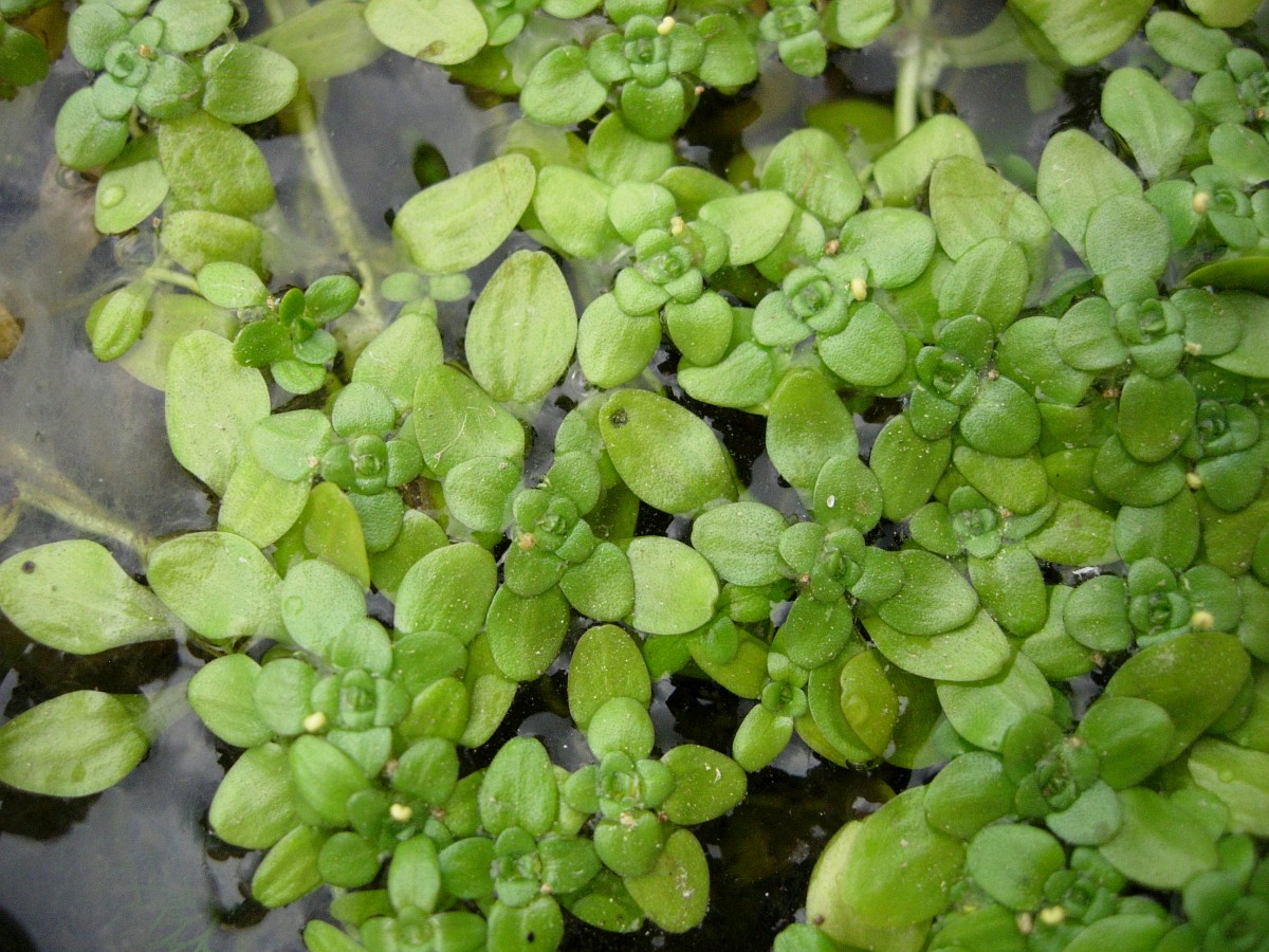 Callitriche stagnalis